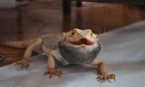 Why Do Bearded Dragons Hold Their Mouths Open 10 Reasons