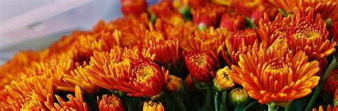 Bronze Mums Photograph By Bruce Bley Fine Art America