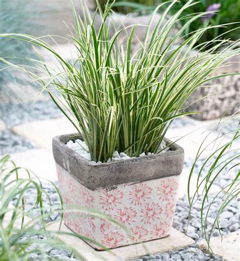 16 Best Tall Grass Like Plants | Plants That Look Like Grass