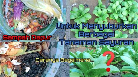 Luar Biasamanfaat Pupuk Kompos Untuk Menyuburkan Berbagai Tanaman