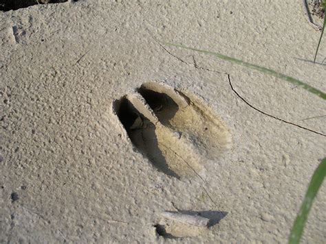 A Wild Boar Footprint On The Same Place Ive Also Found Th Flickr