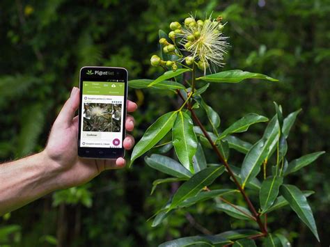 野外看的植物哪种能吃这7款国外APP帮你成为植物专家上集