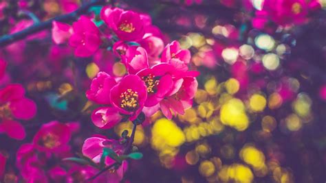 1360 X 768 Spring Wallpapers Top Free 1360 X 768 Spring Backgrounds Wallpaperaccess