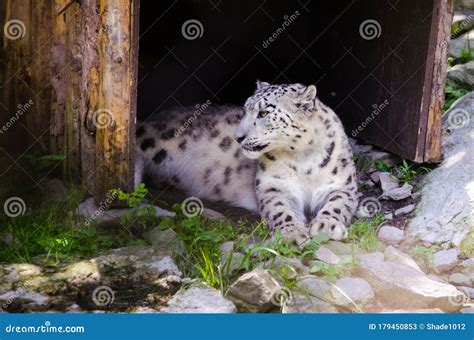 White Tiger stock image. Image of habitat, white, captive - 179450853