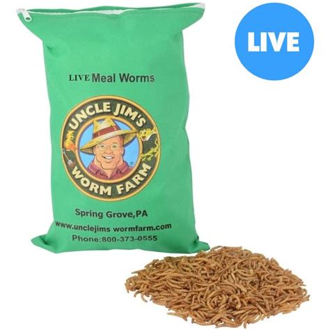 Exotic Nutrition Live Mealworms Reptile Food Giant Count Chewy