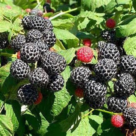 Mysore Raspberry Bush Live Plant New Rubus Florida Hill Nursery