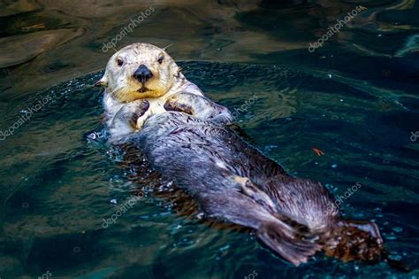 Sea Otter in water Stock Photo by ©pngstudio 96390200