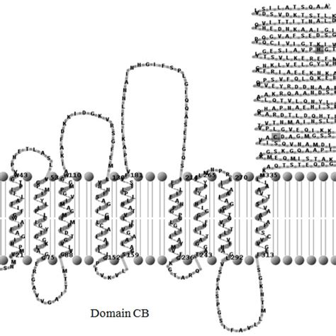 Predicted Secondary Structure Of Enzyme Ii Mtl Of V Cholerae O395 The