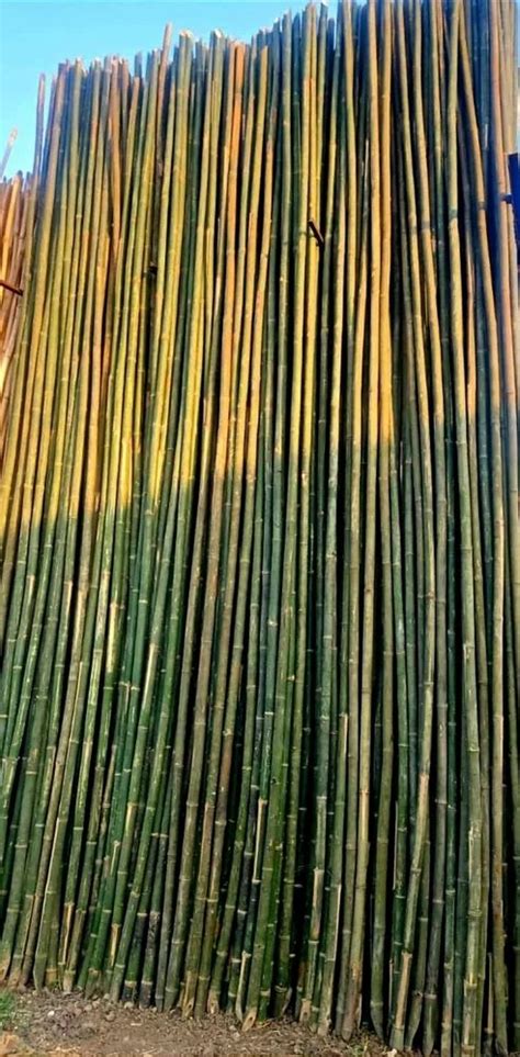 long  deluxe bamboo pole  piece  kampur town id
