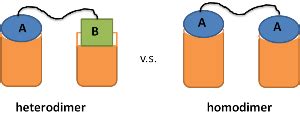 Dimer | Definition, Types & Examples - Lesson | Study.com