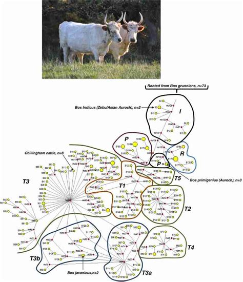 A The Chillingham Wild Cattle Bos Taurus B Phylogenetic Network