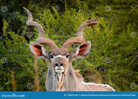 Kudu Tragelaphus Strepsiceros Handsome Antelope With Spiral Horns