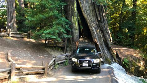 The Shrine Drive-Thru Tree In Myers Flat, California