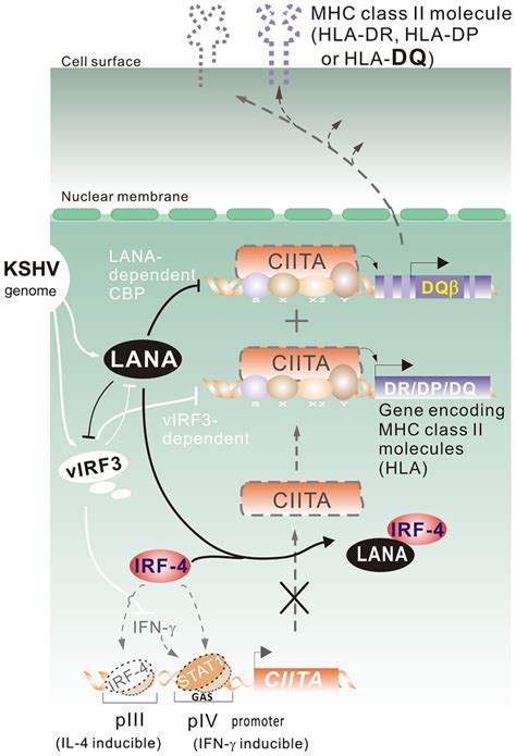 A Model Depicting The Role Of Lana On Mhc Ii Expression And