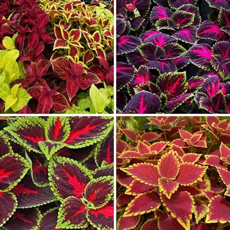 Mix Coleus Seeds For Planting 100 Rainbow Color Coleus