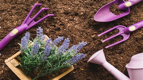 Top 10 Lavender Plants | Lavender Plants Benefits and Care Tips – Plantlane