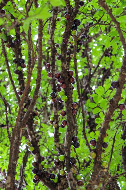 1,100+ Jabuticaba Tree Stock Photos, Pictures & Royalty-Free Images - iStock