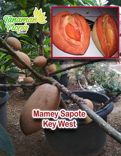 Jual Bibit Tanaman Mamey Sapote Keywest Buah Sawo Raksasa