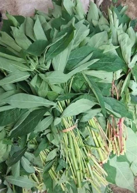 daun ubi