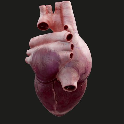 Human Heart Animation 3d Model Turbosquid 1298711