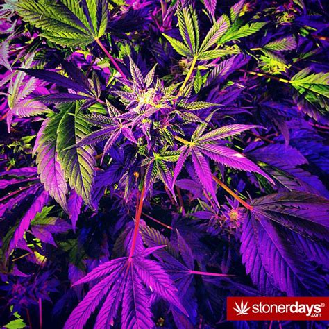 🔥 [50+] Purple Kush Wallpapers | WallpaperSafari