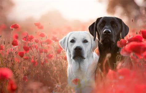 Wallpaper Field Dogs White Summer Look Flowers Mood Glade Black