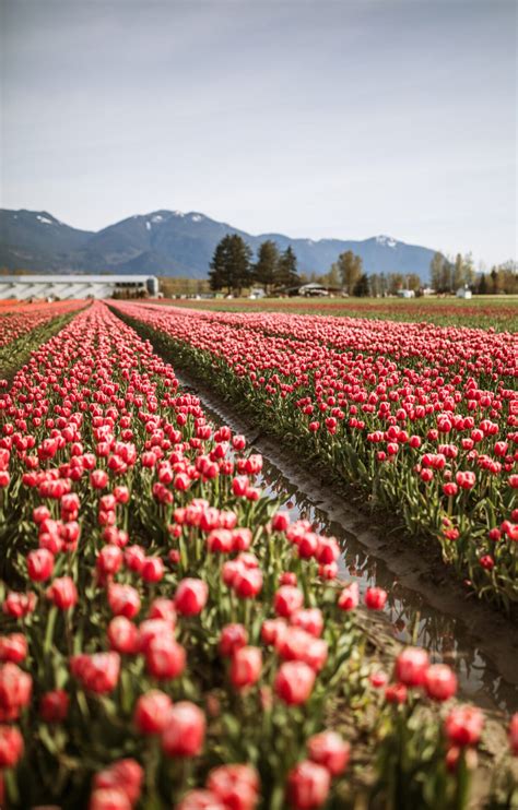 Millions of tulips have burst into colour at this Chilliwack festival ...