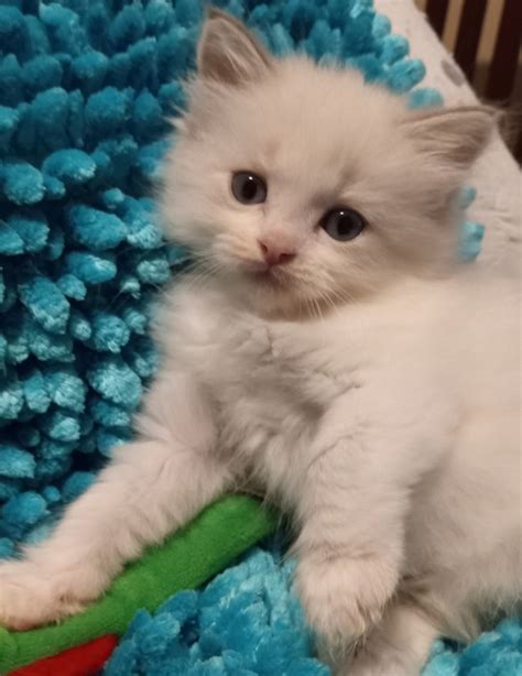 Ragdoll Cats For Sale Houston TX 537966 Petzlover