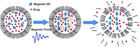 Fast Release Of The Liposomes Payload By Using Short Magnetic Pulses