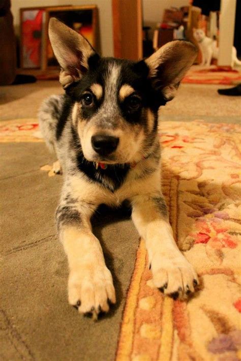 Blue Heeler German Shepherd Husky Mix Guide 2024