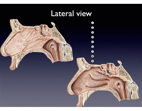 Lateral View of Nasal Cavity Quiz