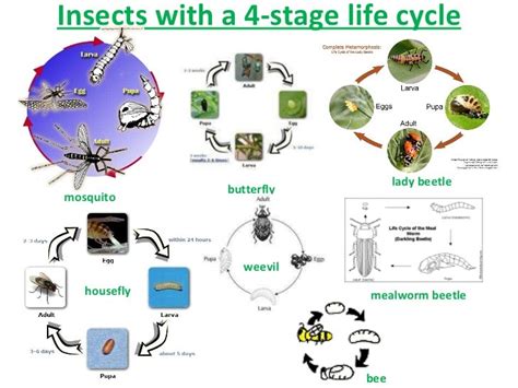 Stages Of Insect Life Cycle