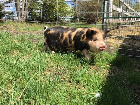 Feeding Your Pigs - Small Scale Pig Farming