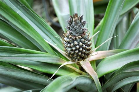 Growing Hydroponic Pineapples A Full Guide Gardening Tips