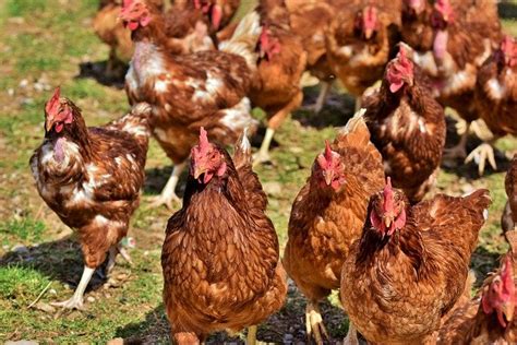 Poultry Farming In Uganda