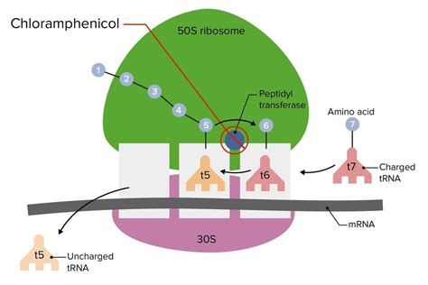 Cloranfenicol Um Antibi Tico Usado Para O Tratamento De V Rias