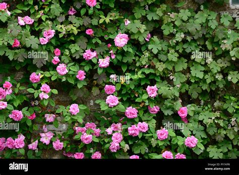 Thornless Rose Hi Res Stock Photography And Images Alamy