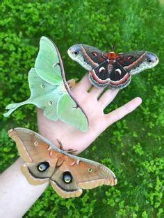 Idee N Over Nachtvlinders Vlinders Mot Insecten