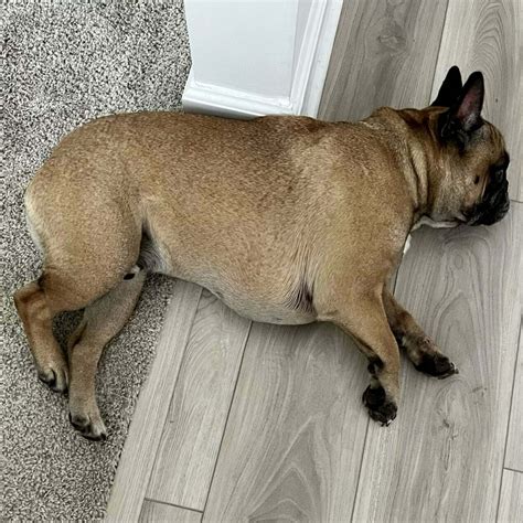 Pigeon Chest French Bulldog: Causes, Concerns, and Treatment