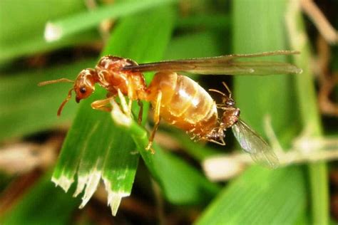 Flying Ant Removal Get Rid Of Flying Ants For Good Pest Control Zone