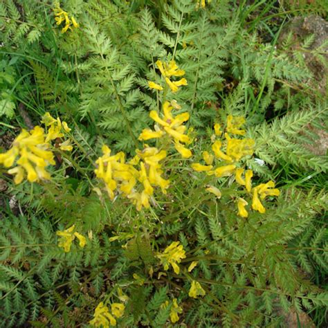 Plantes Vivaces CORYDALIS cheilanthifolia Corydale Corydale à