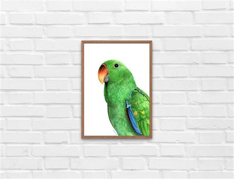 Digital Download Watercolour Eclectus Parrot Artwork Australian Bird