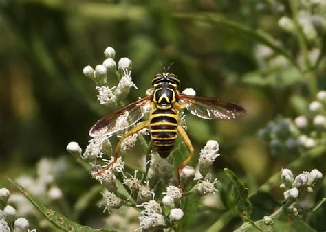 Eastern Hornet Fly Project Noah