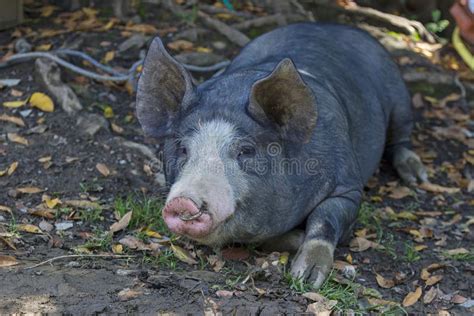 Free pig stock photo. Image of husbandry, field, range - 99030846