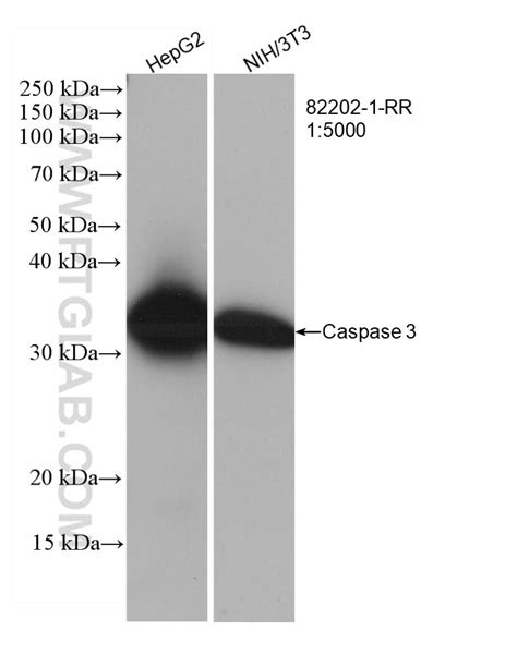 Caspase 3 Antibody 82202 1 RR Proteintech