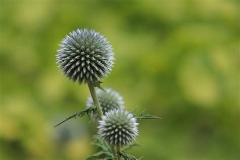 How to Grow Blessed Thistle From Seeds