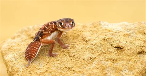 Australian Gecko Pictures - AZ Animals