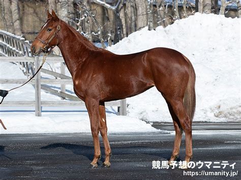 【今週の注目新馬】ロパシックはブラストワンピースの半弟 大竹調教師「力を出せる状態にある」｜競馬ニュース｜競馬予想のウマニティ