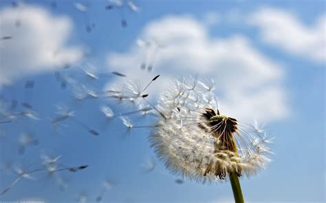 🔥 [45+] Dandelion Wallpapers | WallpaperSafari