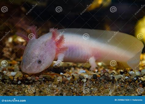 Axolotl Salamander Stock Photo | CartoonDealer.com #94116516